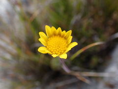 Euryops bolusii