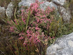 Erica strigilifolia