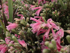 Erica strigilifolia