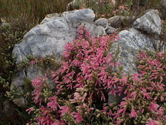 Erica strigilifolia