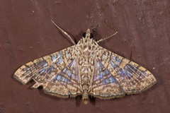 Glyphodes pulverulentalis