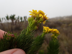 Senecio euryopoides