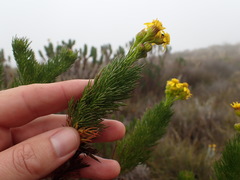 Senecio euryopoides