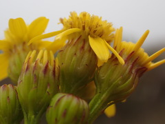 Senecio euryopoides