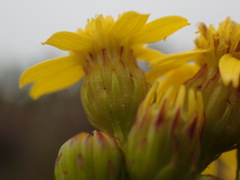Senecio euryopoides