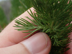 Senecio euryopoides