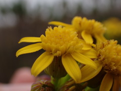 Senecio euryopoides