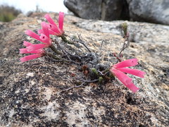 Erica strigilifolia