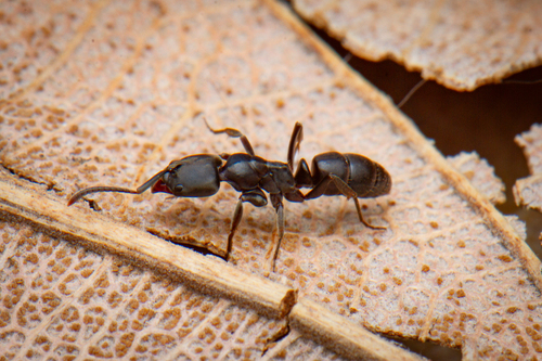 Mesoponera caffrariaMesoponera caffraria