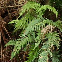 Parapolystichum acuminatum