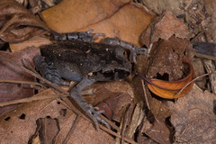 Leptobrachium smithi