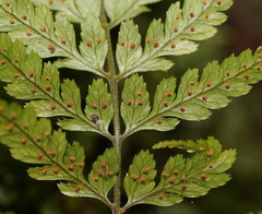 Parapolystichum acuminatum