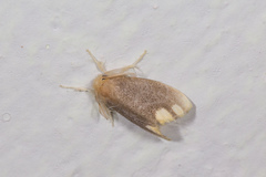 Orvasca