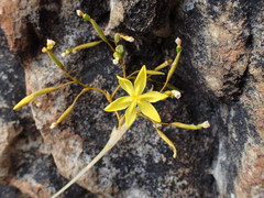Bobartia paniculata