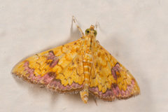Isocentris filalis