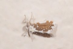 Pseudoadites frigida