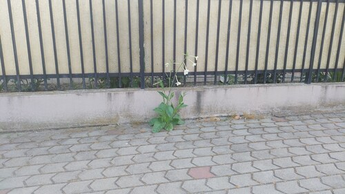 Persian tobacco