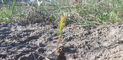 Serruria furcellata