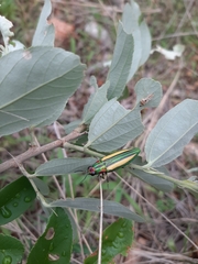 Afrochroa lepida
