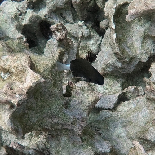 Chromis hanui observed 2025-11-24