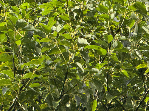 Cinnamomum camphora observed 2025-12-17