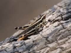 Macrotona securiformis