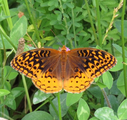 Great Spangled Fritillary, photo 4 of 8