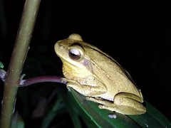 Boana prasina