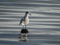Leucophaeus atricilla