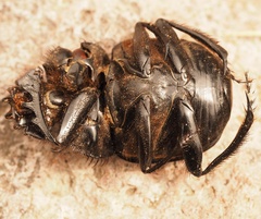 Scarabaeus typhon