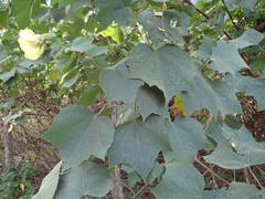 Hibiscus sterculiifolius