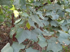 Hibiscus sterculiifolius