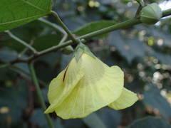 Hibiscus sterculiifolius