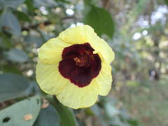 Hibiscus sterculiifolius