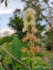 Syzygium antisepticum