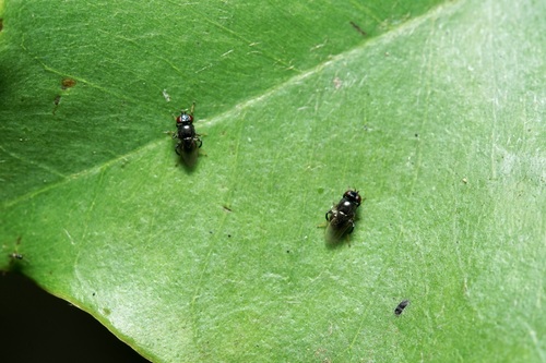 Rhodesiella scutellata, 2025-12-16