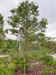 Syzygium antisepticum