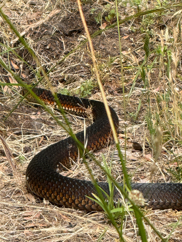 Lowlands Copperhead sighting