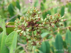 Syzygium antisepticum