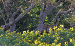 Panthera pardus kotiya