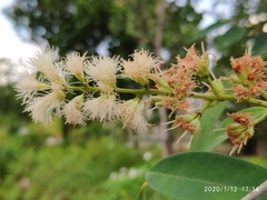 Syzygium antisepticum