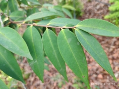 Syzygium antisepticum