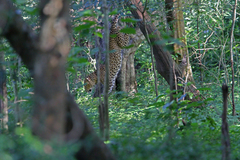 Panthera pardus kotiya