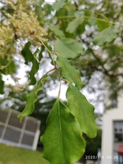 Dalbergia latifolia