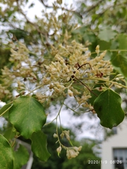 Dalbergia latifolia