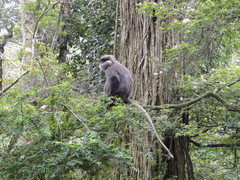 Semnopithecus vetulus