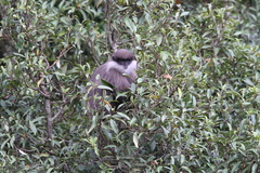Semnopithecus vetulus