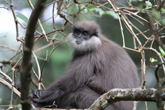 Semnopithecus vetulus