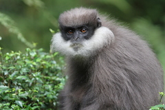 Semnopithecus vetulus