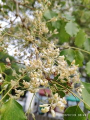 Dalbergia latifolia